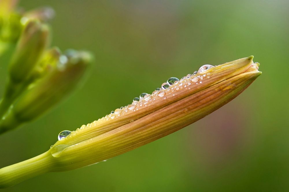 Hemerocallis (Thunb.) Lindl. : flowering shoot, photographed in Switzerland after a small rain in my garden(Synonyms:…