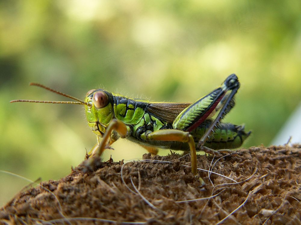 Kobilica (Grasshopper - Miramella alpina, Caelifera). Original public domain image from Wikimedia Commons