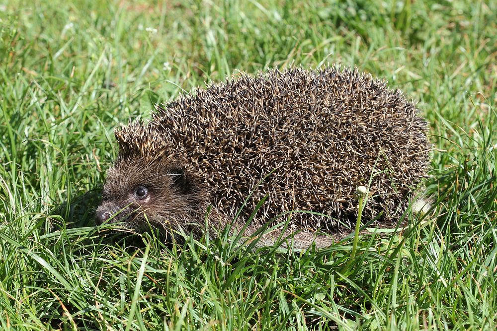 Northern white-breasted hedgehog. Ukraine. Original public domain image from Wikimedia Commons