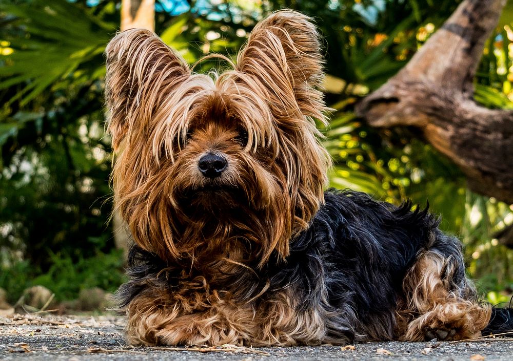 Perro yorkshire terrier perro pequeño. Original public domain image from Wikimedia Commons