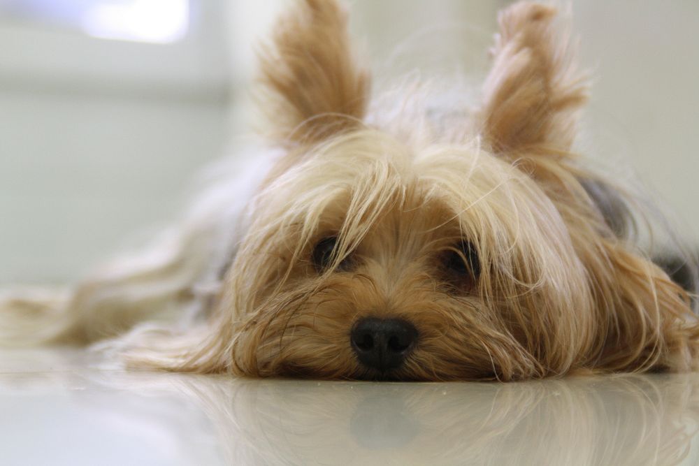 Cute lying yorkshire terrier's close up face shot. Original public domain image from Wikimedia Commons