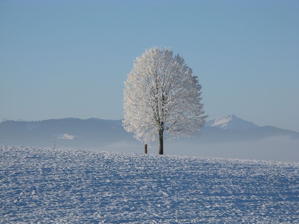 Snowy landscape and a tree. Original public domain image from Wikimedia Commons