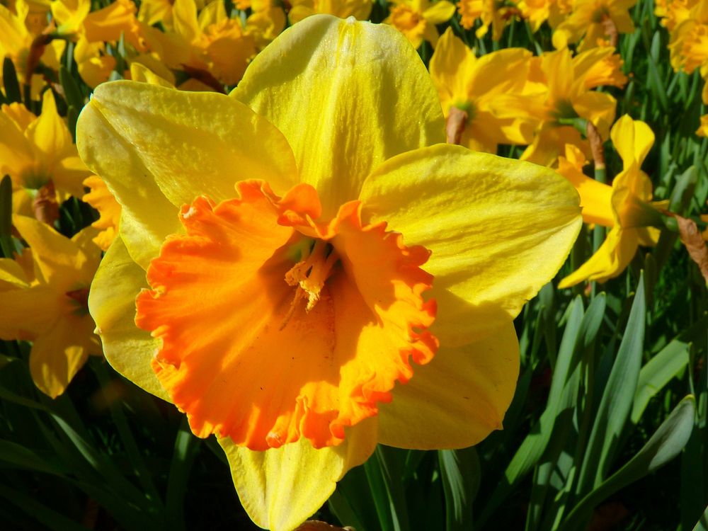 Daffodil. Original public domain image from Wikimedia Commons