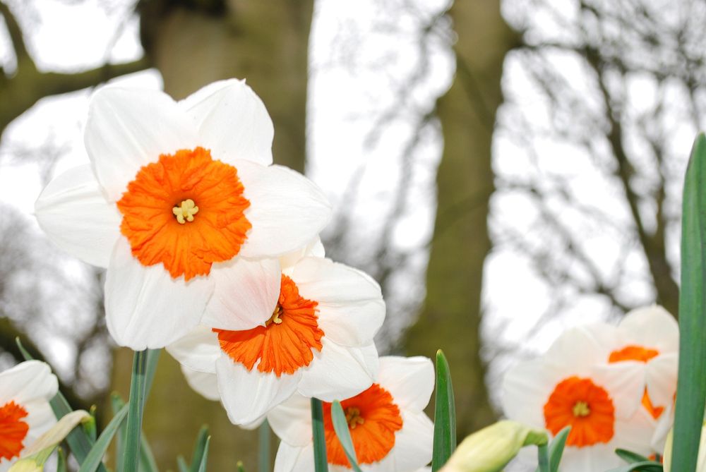 Bloom flower garden. Original public domain image from Wikimedia Commons