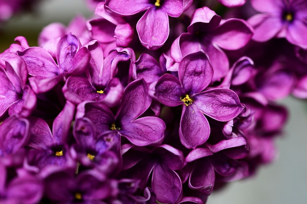Purple lilac. Original public domain image from Wikimedia Commons