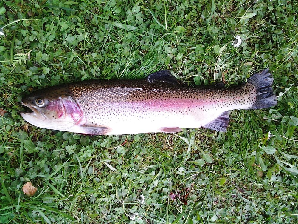 Rainbow trout. Original public domain image from Wikimedia Commons