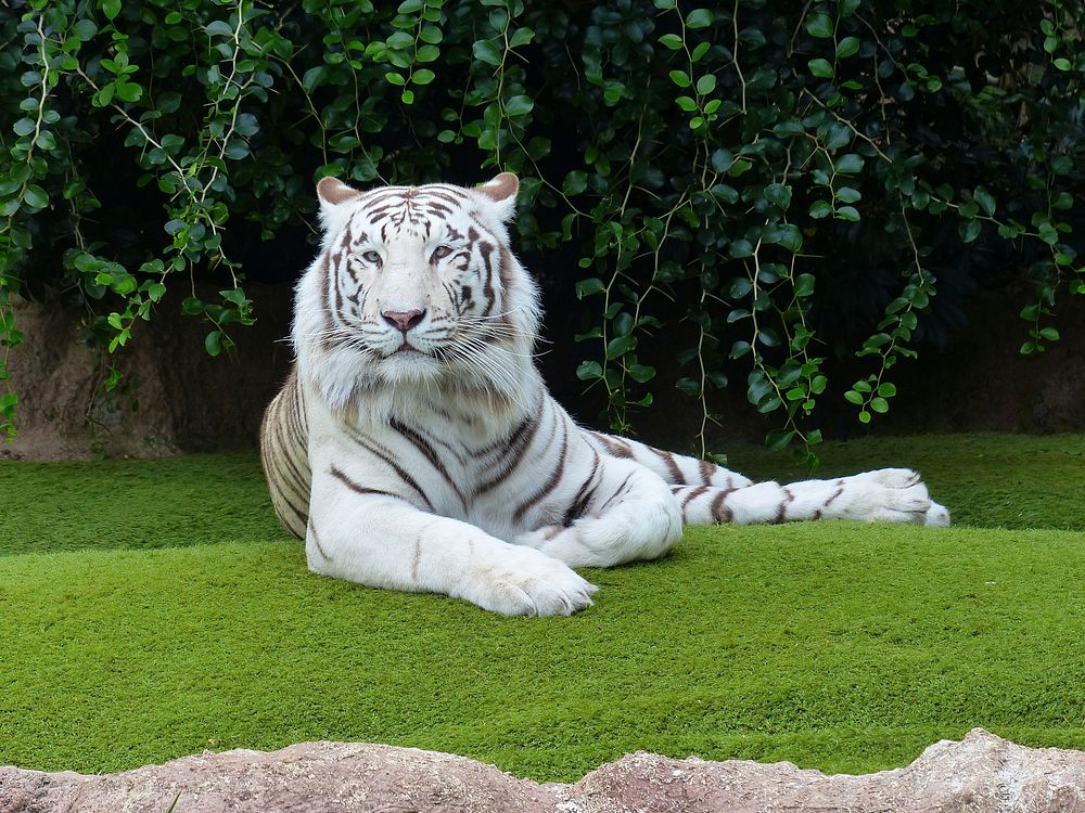 White Bengal tiger lies on grass. Original public domain image from Wikimedia Commons