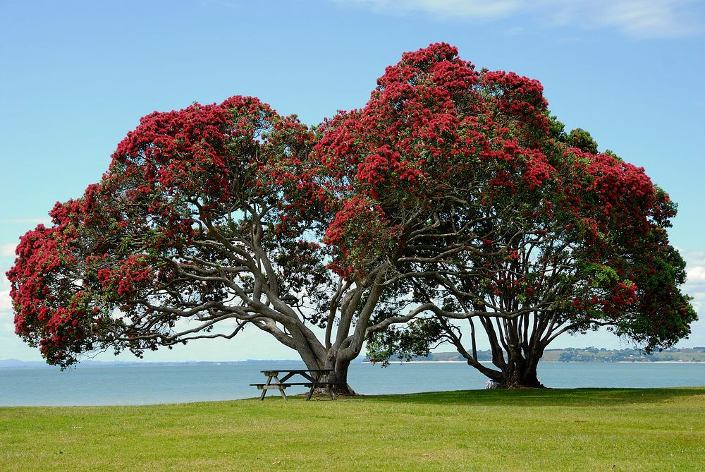 Pohutukawa tree taken at Cornwallis Beach, West Auckland. Original public domain image from Wikimedia Commons