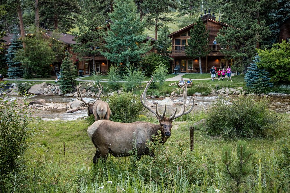 Elks make themselves at home in the brush at the Woodlands at Fall River Suites mountain resort in Estes Park, a town on the…
