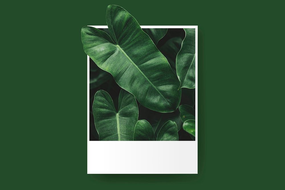 Philodendron leaves in instant photo frame