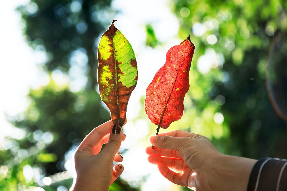 Hands holding dried leaves in sunlight