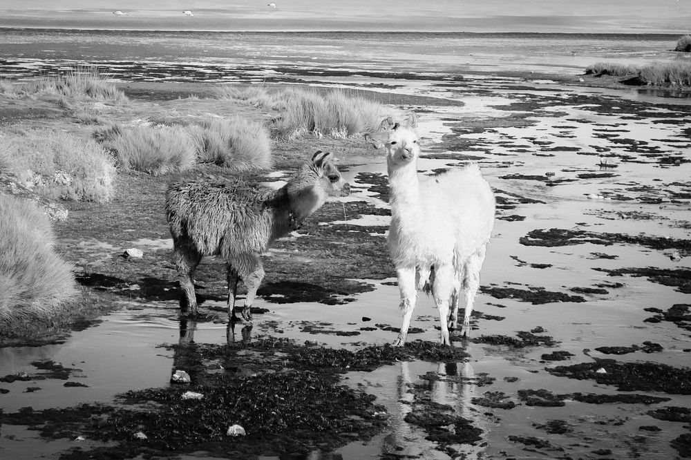 Llama and alpacha eating, Laguna Colorada, Bolivia.