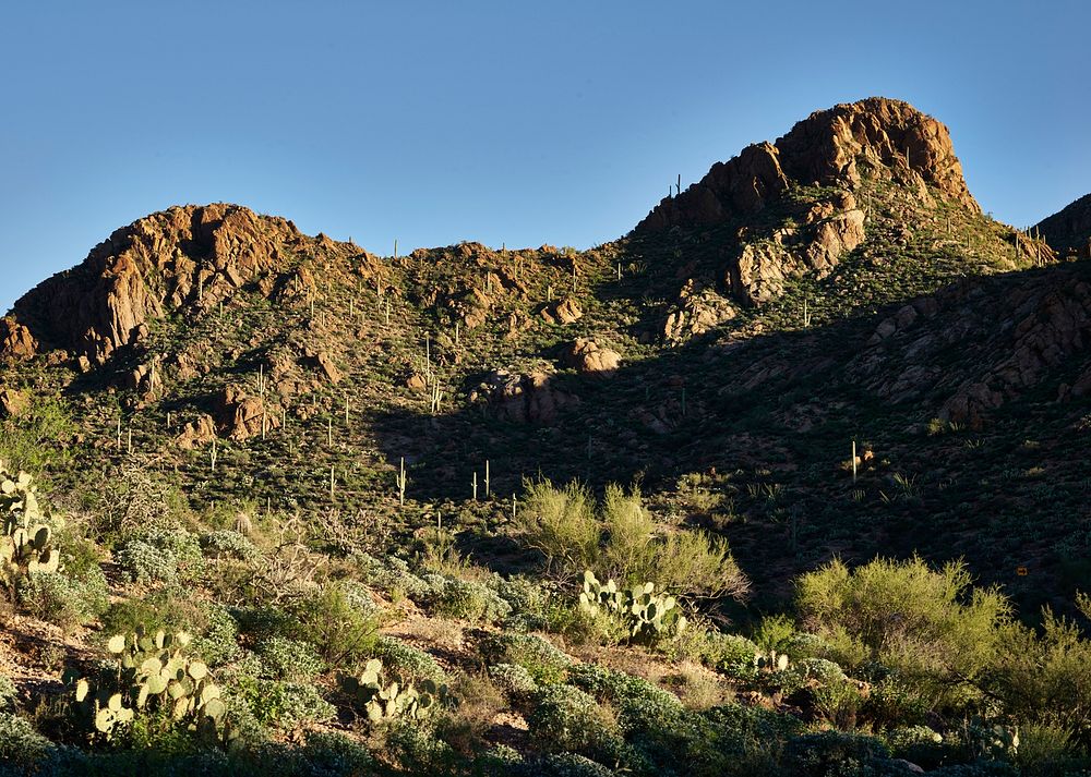 Saguaro cacti &mdash; native to Arizona and a bit of California and northern Mexico &mdash; display their upturned…
