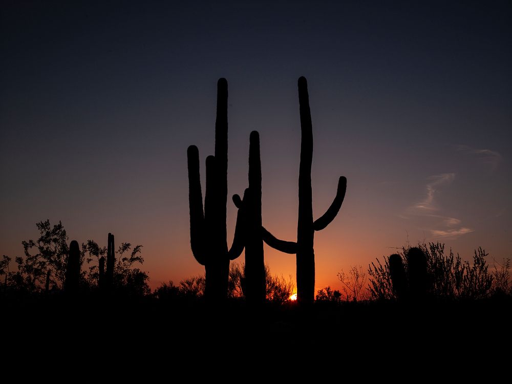 Saguaro cacti at sunset outside Tucson, Arizona. Original image from Carol M. Highsmith&rsquo;s America, Library of Congress…