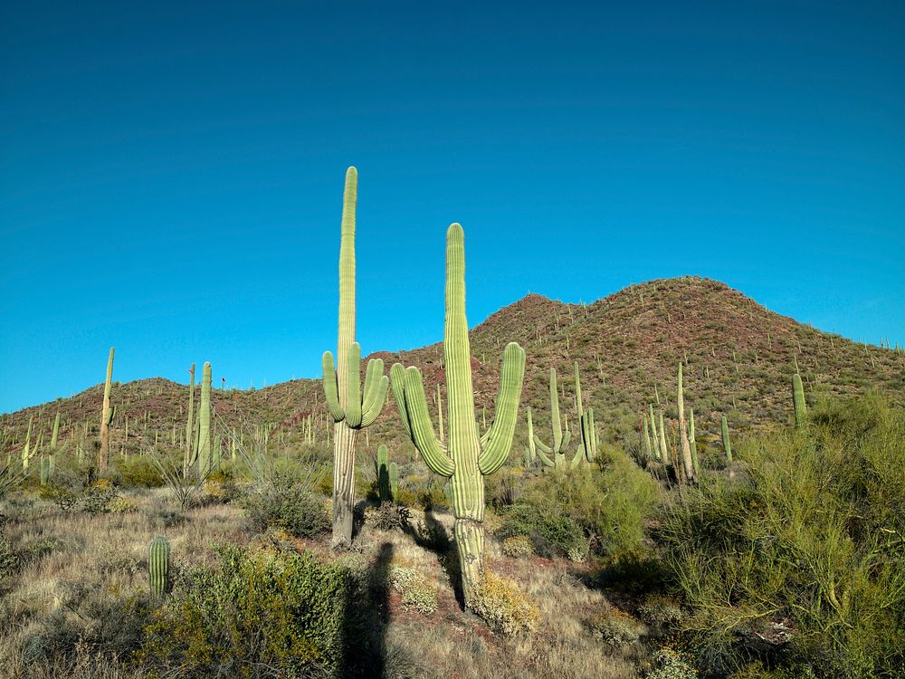 Saguaro cacti outside Tucson, Arizona. Original image from Carol M. Highsmith&rsquo;s America, Library of Congress…