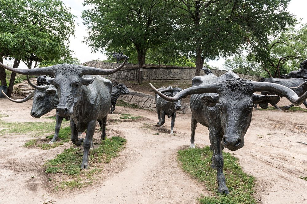 Some of the 70 bronze steers in a large sculpture in Pioneer Park in Dallas that commemorates nineteenth-century cattle…