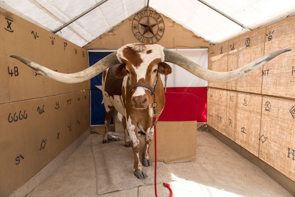 Prized, but unfortunately stuffed, longhorn steer at the Zapata County Fair in Zapata, Texas. Original image from Carol M.…