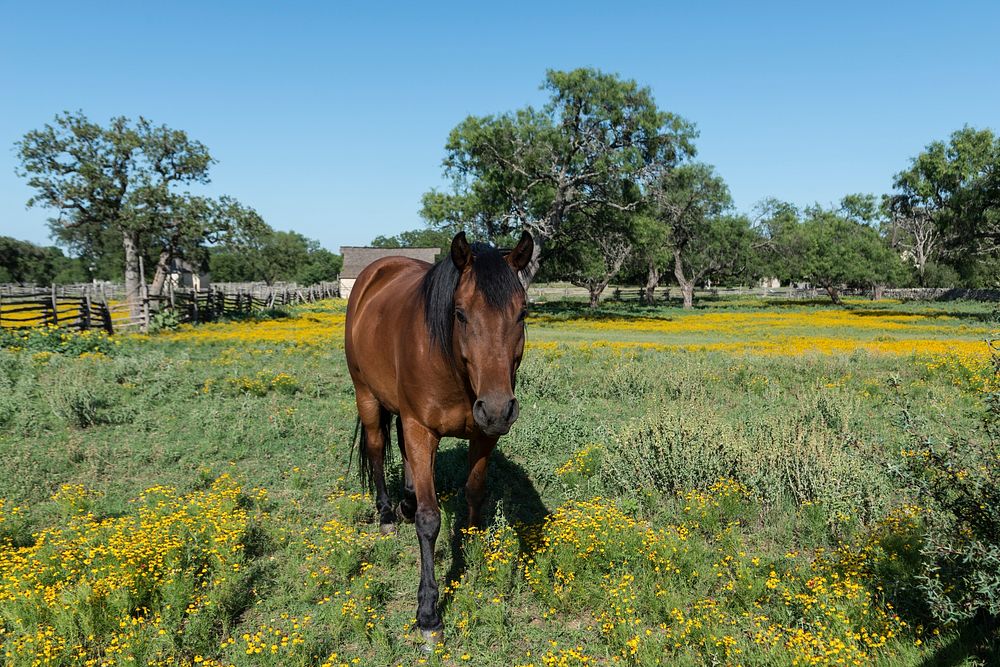 A horse stands in a wildflower-rich National Park Service meadow in Johnson City, Texas. Original image from Carol M.…