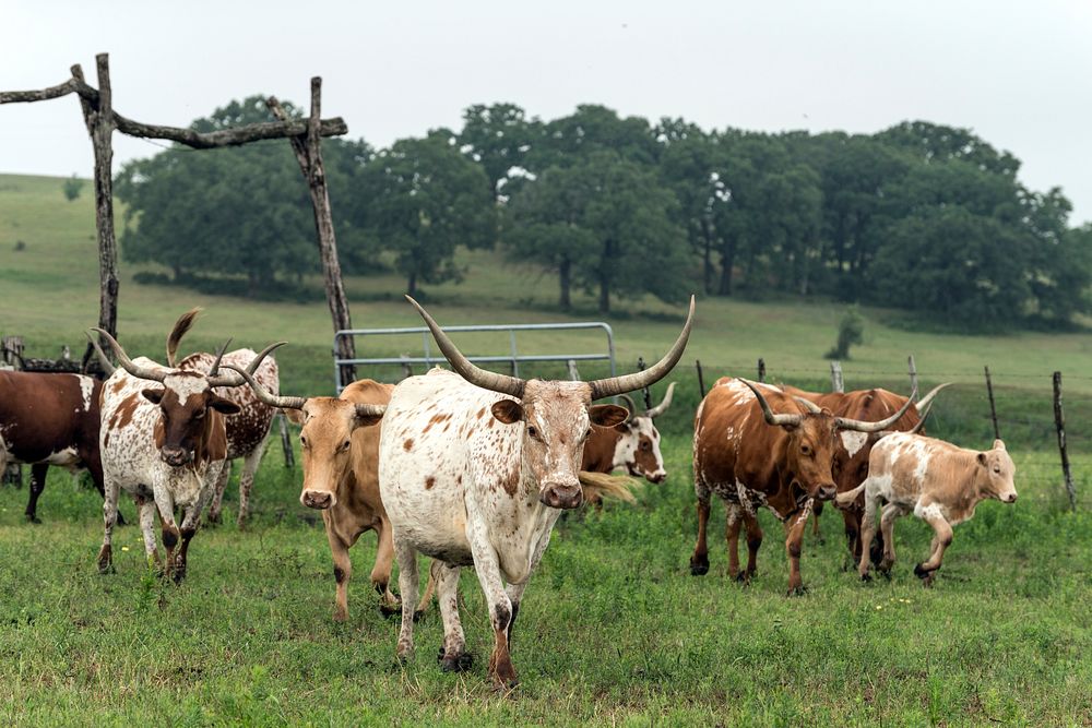 Part of the 200-head longhorn herd at the 1,800-acre Lonesome Pine Ranch, a working cattle ranch that is part of the Texas…