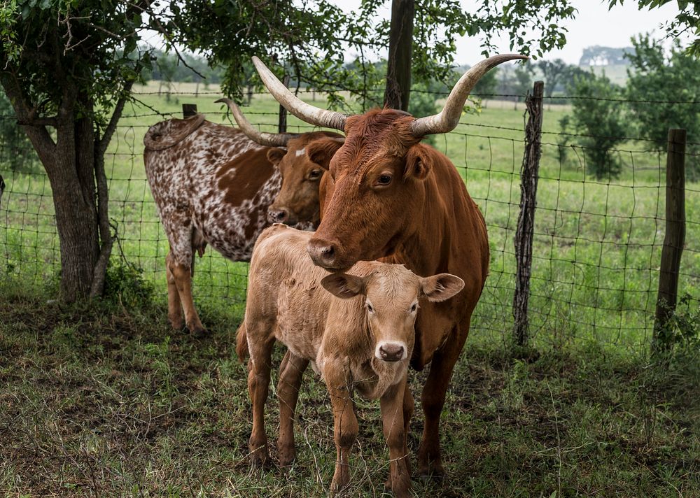 Longhorn cow and her calf at the 1,800-acre Lonesome Pine Ranch, a working cattle ranch that is part of the Texas Ranch Life…