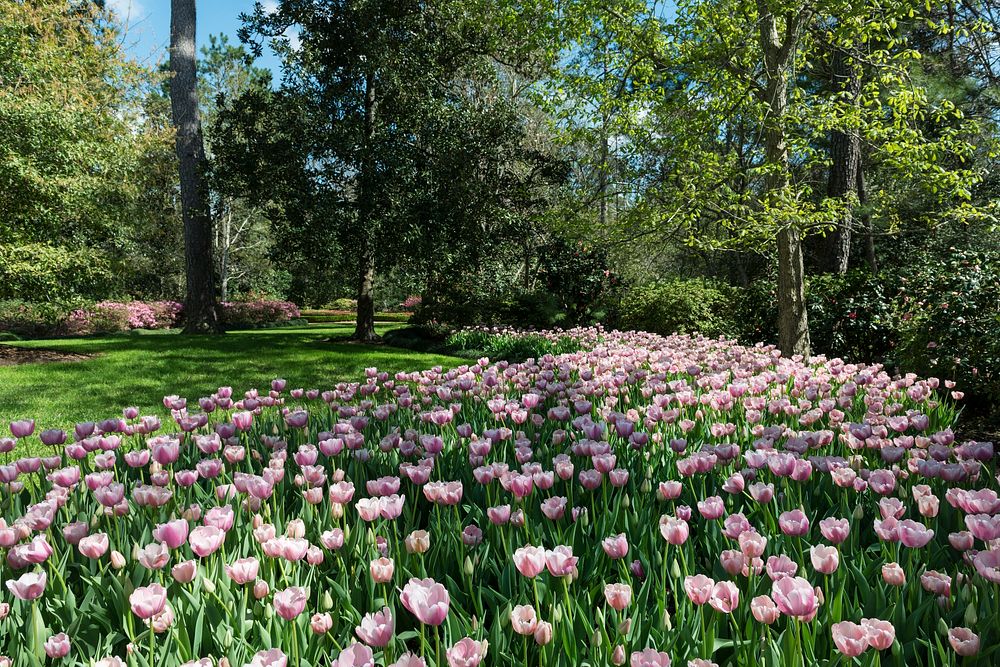 Tulips pop in late winter at the Bayou Bend Collection and Gardens in the River Oaks neighborhood of Houston, Texas.