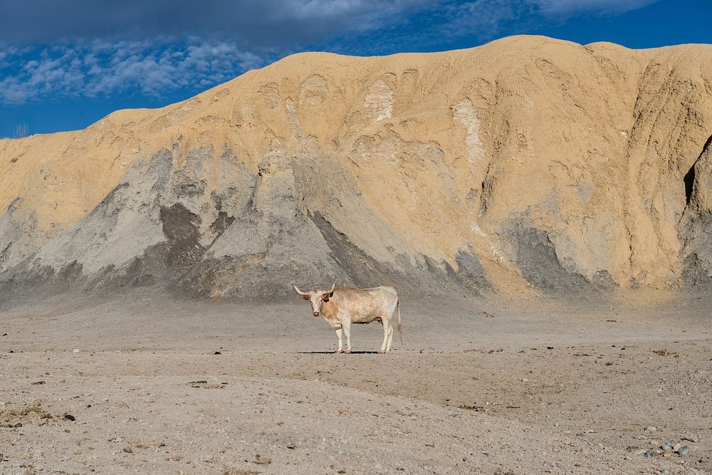 A lone steer blends nicely into the background north of Big Bend National Park in the "Trans-Pecos" region of southwest…