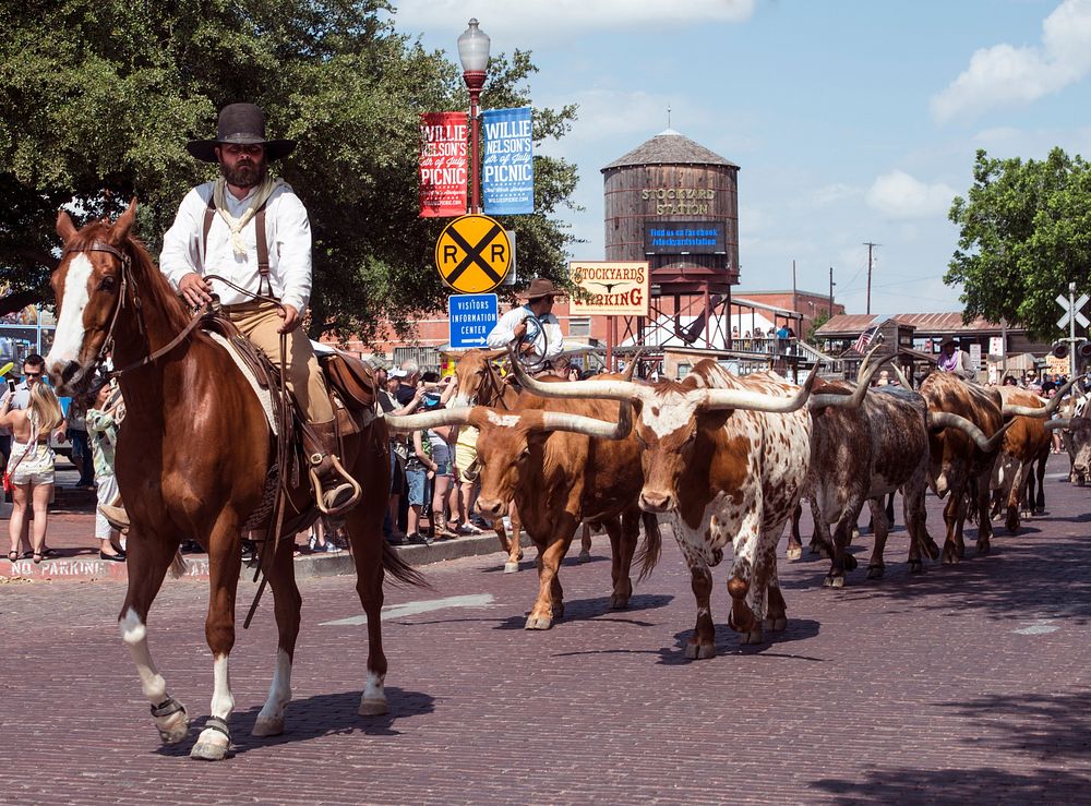 One of the twice-daily parades of longhorn steers (for tourists' enjoyment) up Exchange Street in the Stockyards District of…