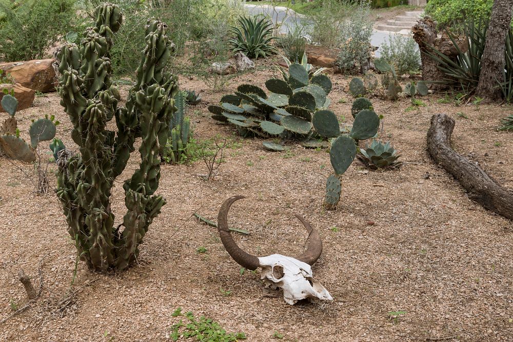 A cow skull that's part of the garden ornamentation at Quinta Mazatlan, a historical adobe mansion within a nature and…