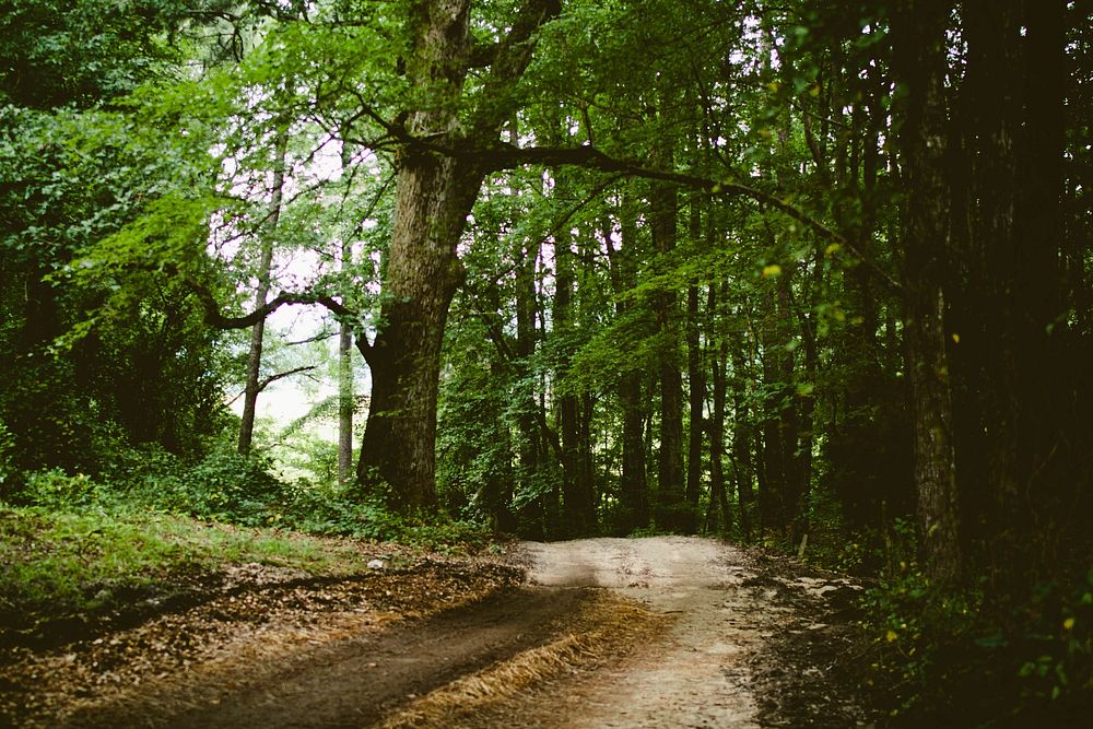 Dirt road in a forest. Original public domain image from Wikimedia Commons