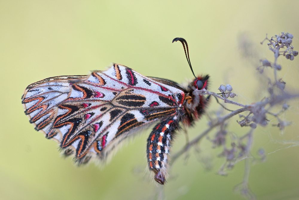 Multicolor moth. Original public domain image from Wikimedia Commons