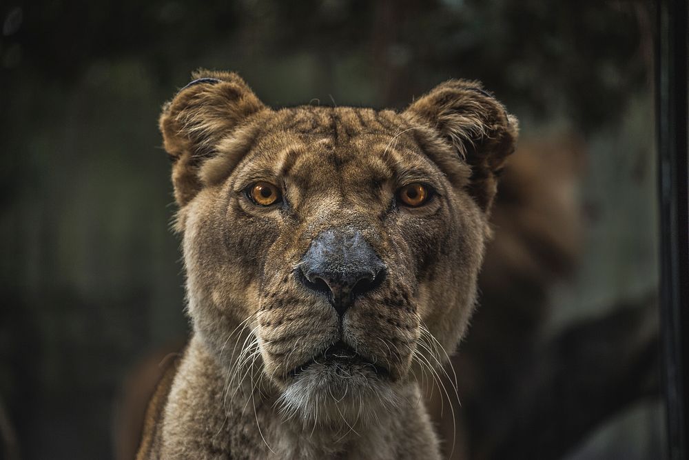 Frontal view of Panthera leo head. Original public domain image from Wikimedia Commons