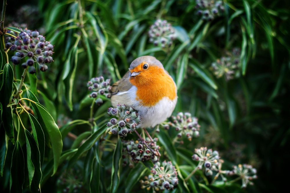 Robin bird on a branch. Original public domain image from Wikimedia Commons