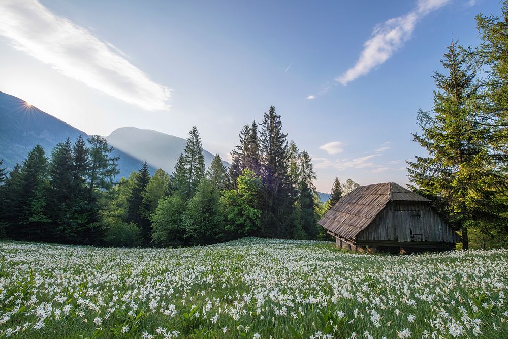 Chalet among white flowers. Original public domain image from Wikimedia Commons