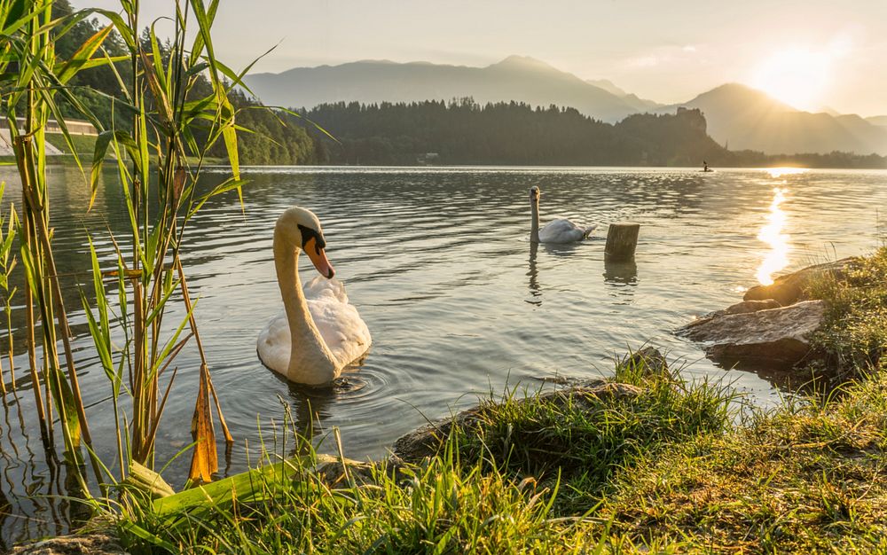 Swans on Lake Bled.. Original public domain image from Wikimedia Commons