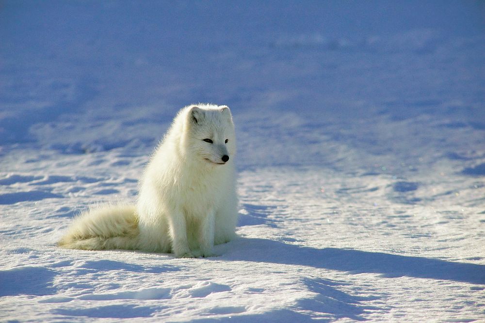 Cute baby fox on the snow. Original public domain image from Wikimedia Commons