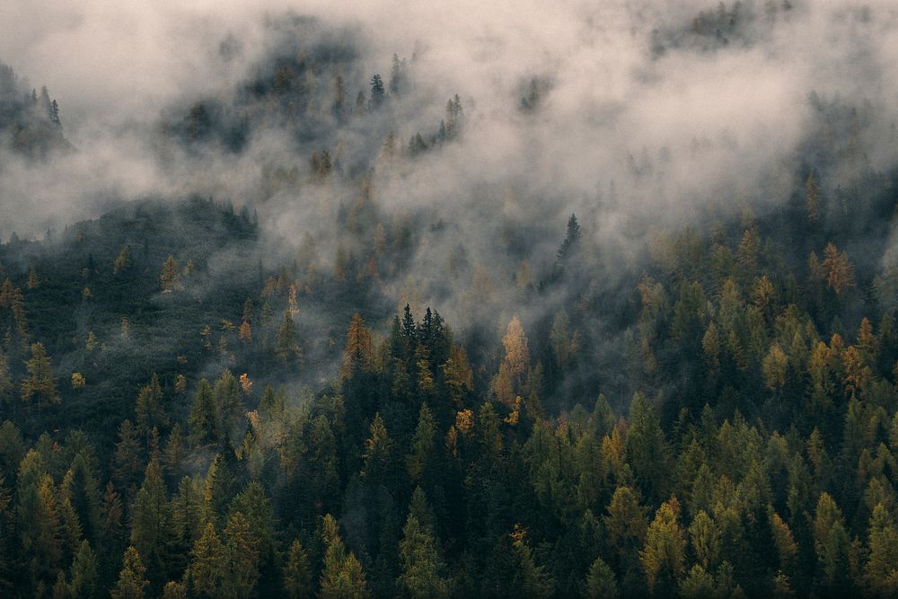 A forest of pine trees covered in mist and fog in the Dolomites. Original public domain image from Wikimedia Commons