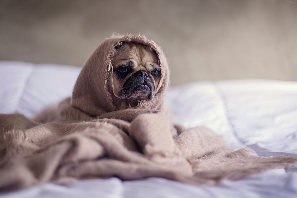 A pug wrapped in a blanket on a bed. Original public domain image from Wikimedia Commons
