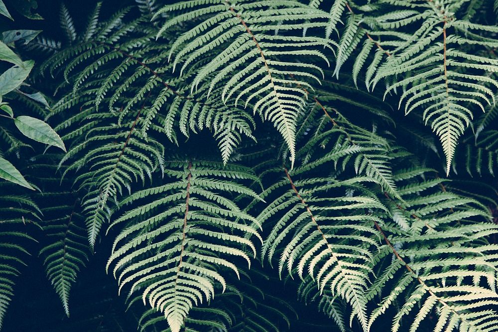 Fern leaves. Original public domain image from Wikimedia Commons