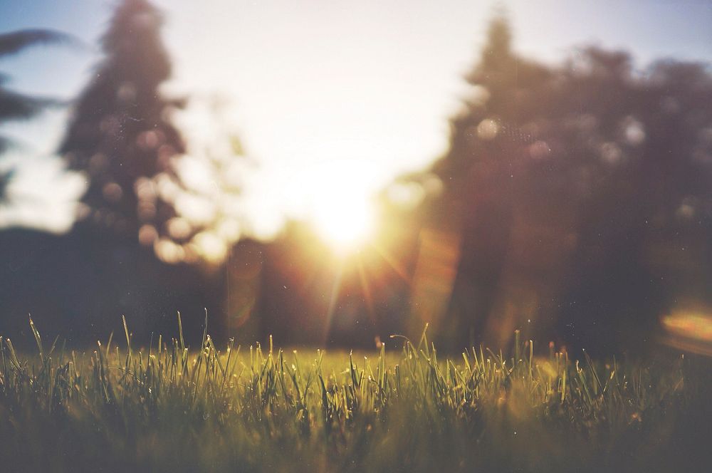 The grass and sun feature in perfect morning picture. Nature can't be more beautiful. Original public domain image from…