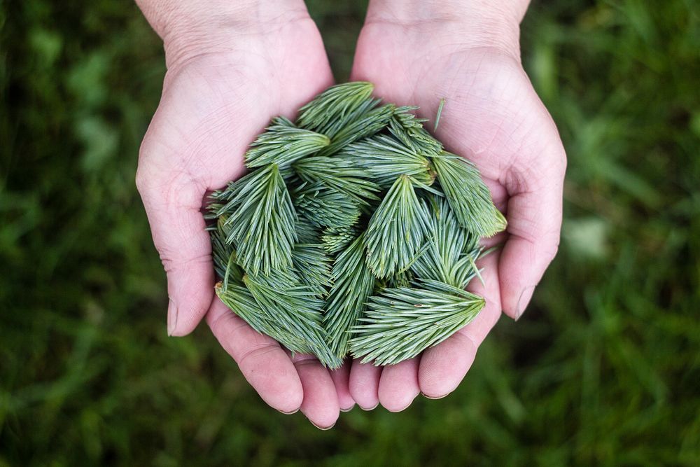 A person's cupped hands holding green branchlets of pine needles. Original public domain image from Wikimedia Commons