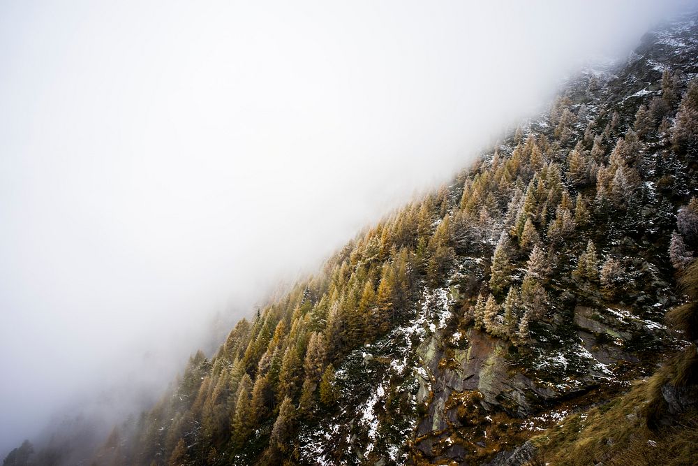 Fog-covered hillside of pine and fir trees dusted with snow. Original public domain image from Wikimedia Commons
