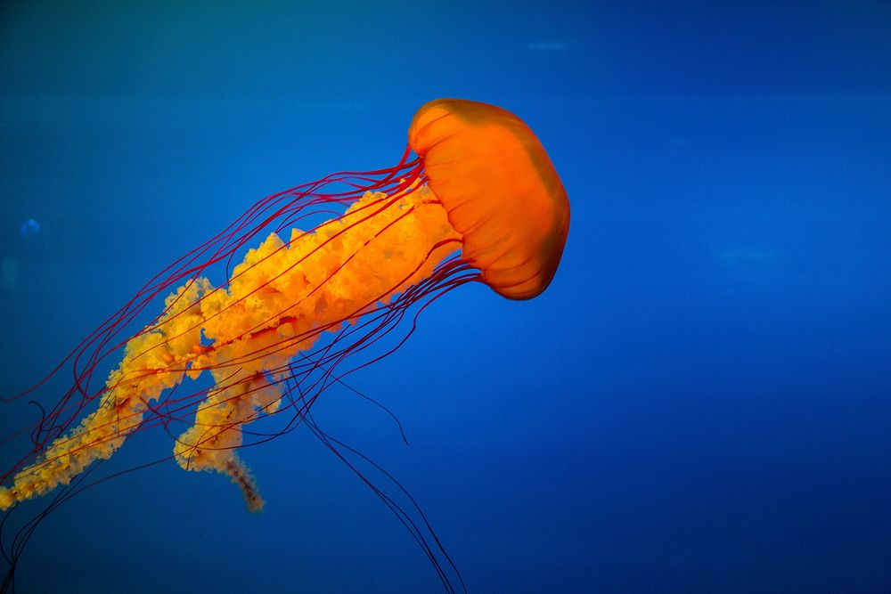 Jelly fish. Original public domain image from Wikimedia Commons