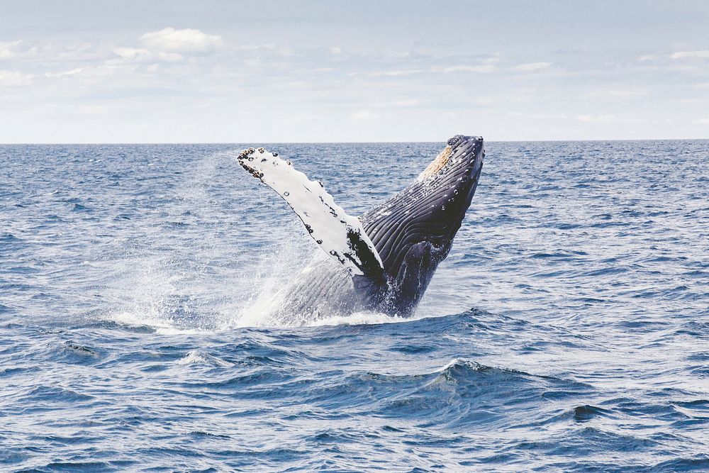 Blue whale. Original public domain image from Wikimedia Commons