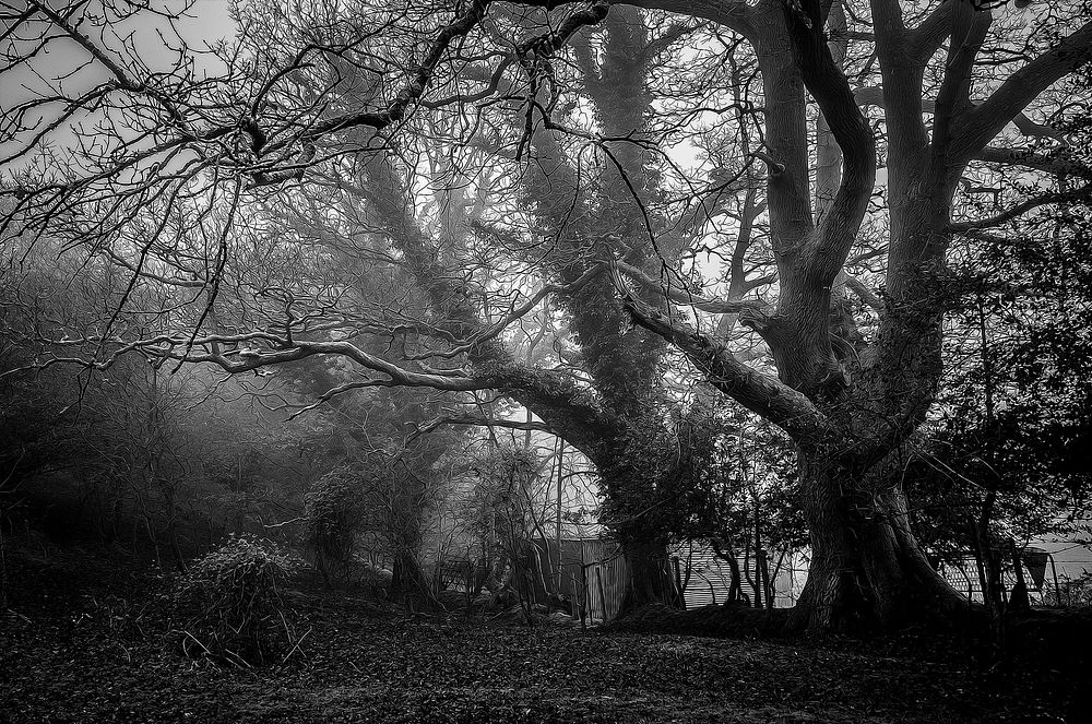 A creepy, foggy set of gnarly, barren trees. Original public domain image from Wikimedia Commons