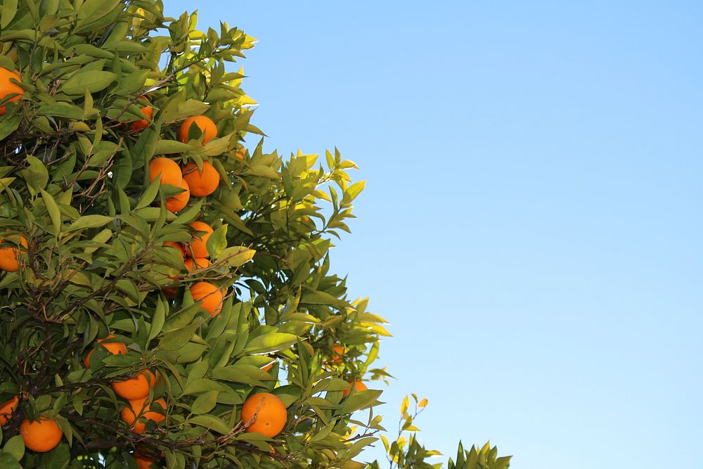 Orange tree. Original public domain image from Wikimedia Commons