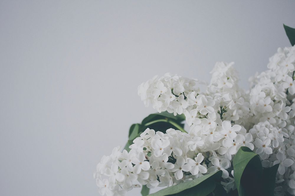 White lilac background. Original public domain image from Wikimedia Commons