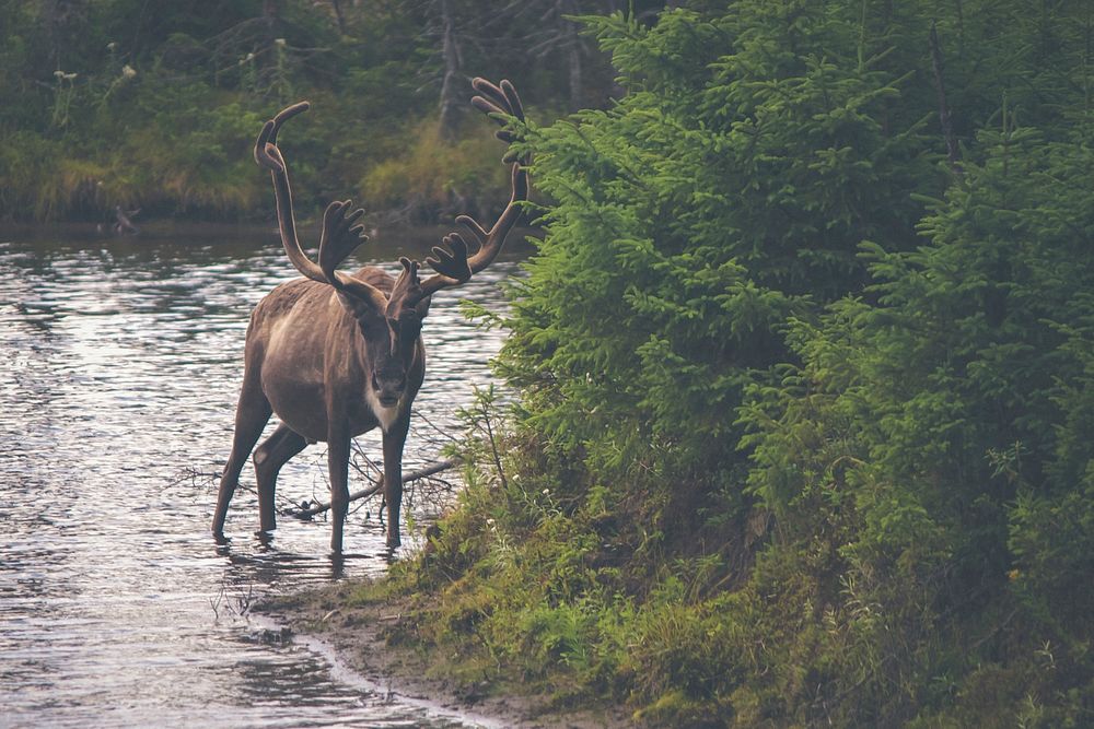 A reindeer wading in a shallow stream near a tuft of conifers. Original public domain image from Wikimedia Commons