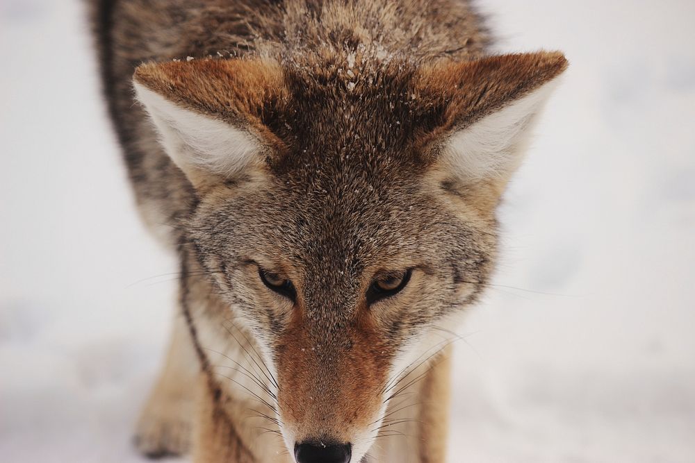 A close-up of a wolf's head against a snowy background. Original public domain image from Wikimedia Commons