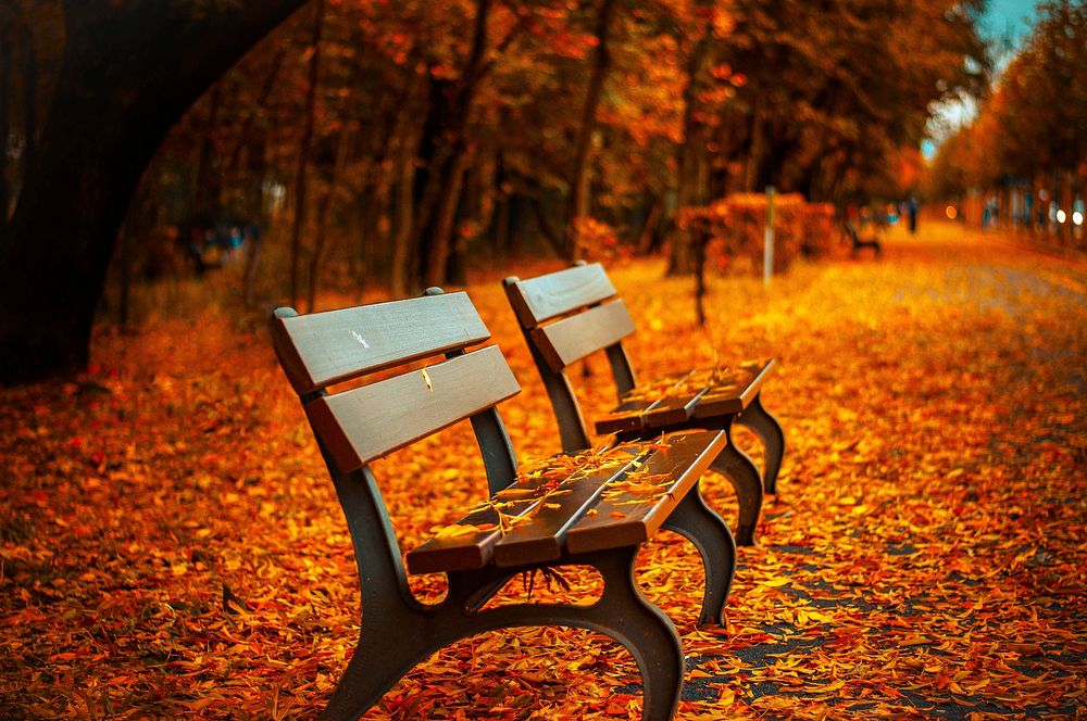 Empty bench in autumn. Original public domain image from Wikimedia Commons
