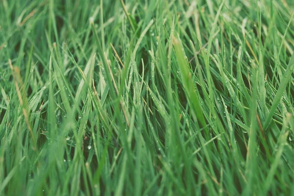 Morning dew on a green grass. Original public domain image from Wikimedia Commons